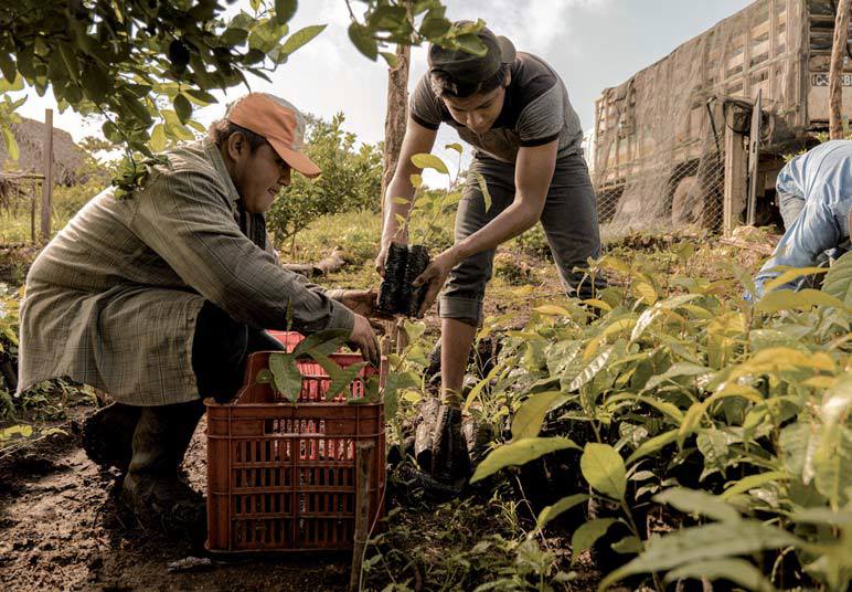 «Prendiamo alberi da frutto e li doniamo alle popolazioni»