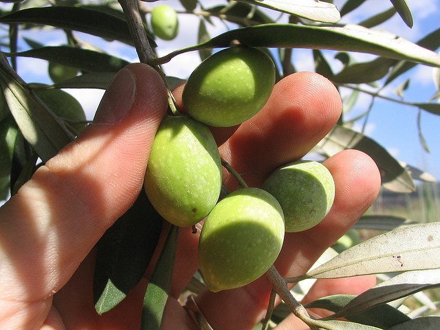 Un bar che vende… olio!