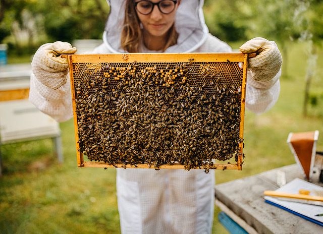 La startup che protegge la salute delle api