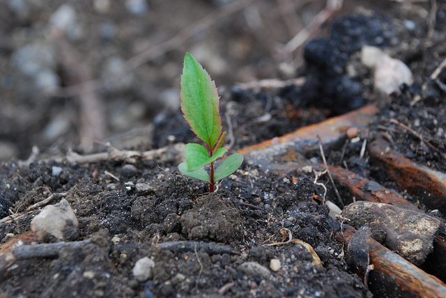 Web startup: le idee giovani di Greenswitch