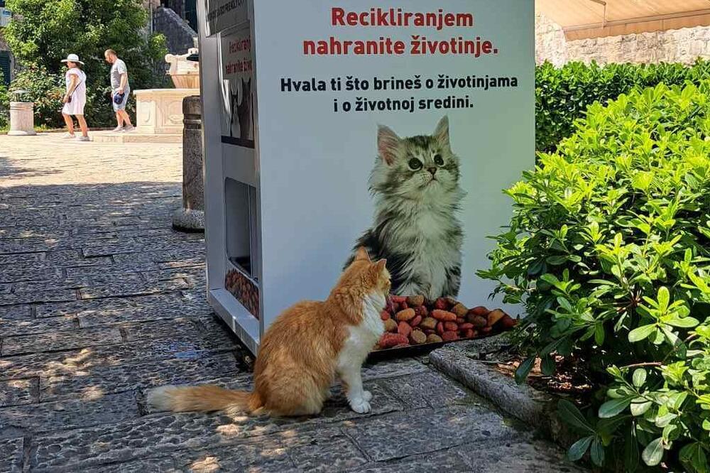 Kotor (Montenegro): ricicla la tua bottiglia in cambio di cibo per i gatti di strada.