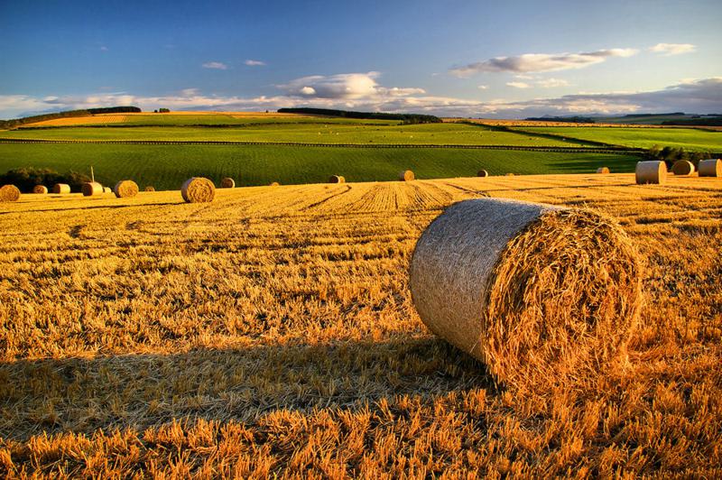 Abruzzo: fino a 50mila euro per le imprese agricole
