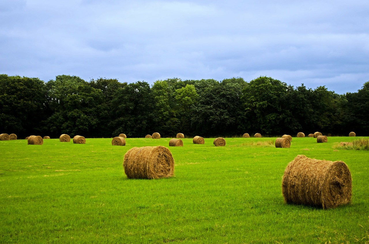 Ritorno alla terra. 8000 ettari di terreni pubblici in vendita per i giovani agricoltori
