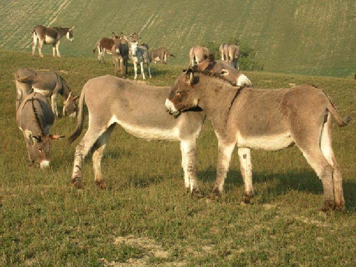 Somari alla riscossa