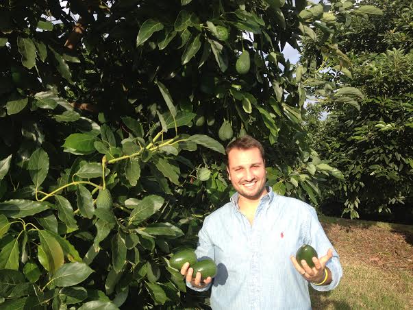 Produco avocado in Sicilia ed esporto la mia terra