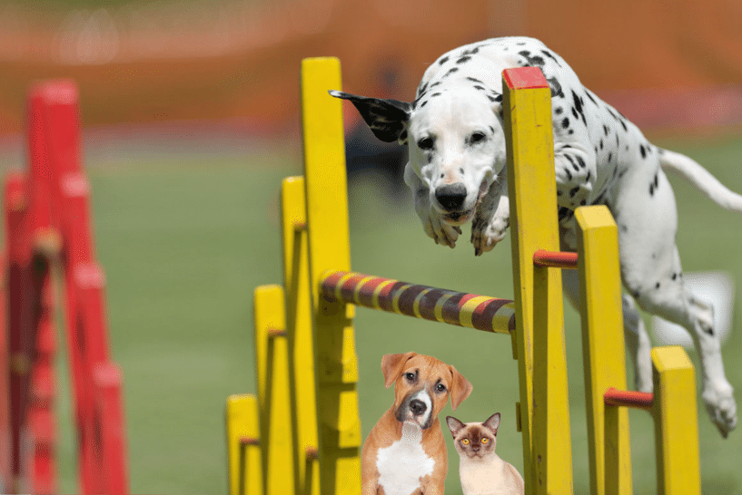 Dog impresa