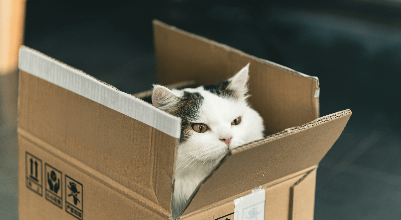 Gatto spedito per sbaglio in California con un pacco Amazon