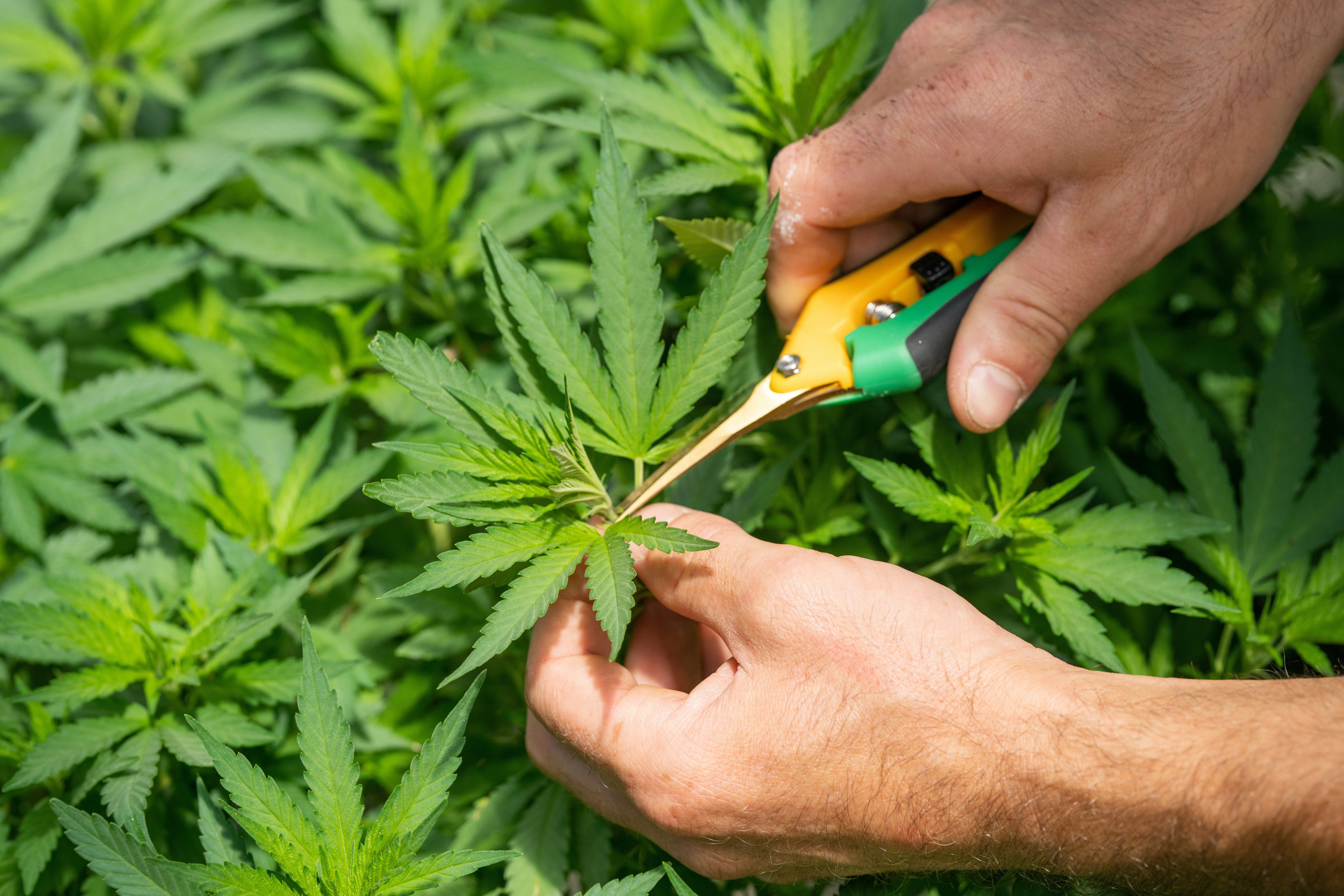L'Italia dice 'no' alla coltivazione di cannabis 'light'.