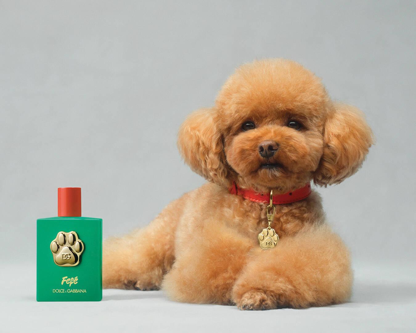 Dolce & Gabbana lancia il suo profumo per cani a oltre 100 euro.