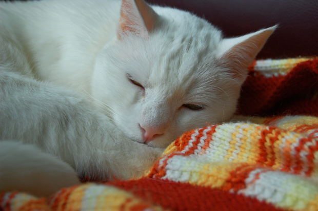 Animali domestici: 3 idee per arrotondare lo stipendio