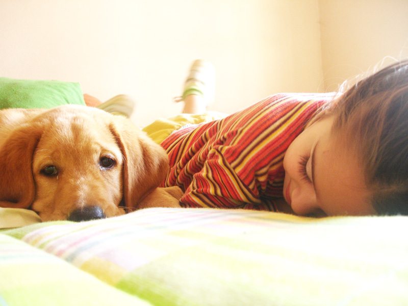 Porta il tuo cane a tavola