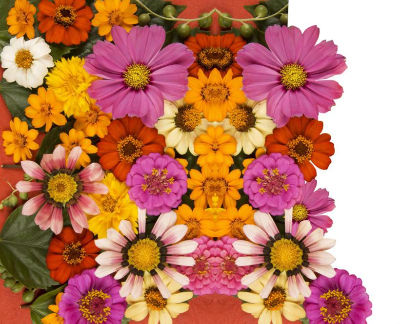 Flower power