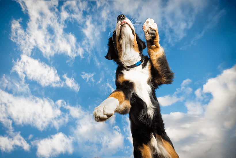 Italiano inventa un osso per cani hi-tech e conquista l’America