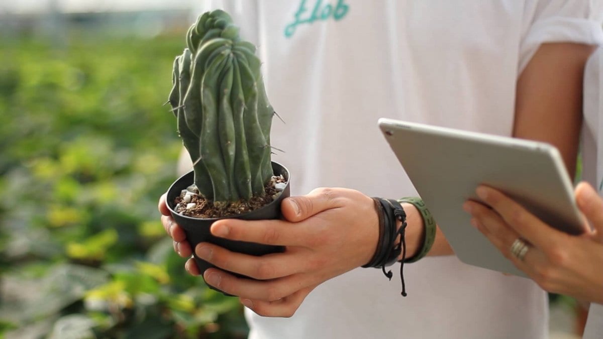 Creo l'e-commerce delle piante