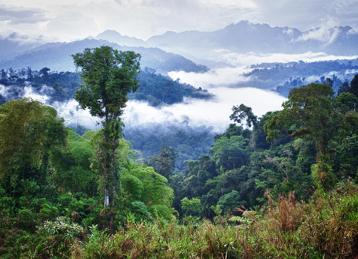 Verra, il principale fornitore mondiale che certifica i progetti internazionali legati alle compensazioni di carbonio forestali è sotto inchiesta