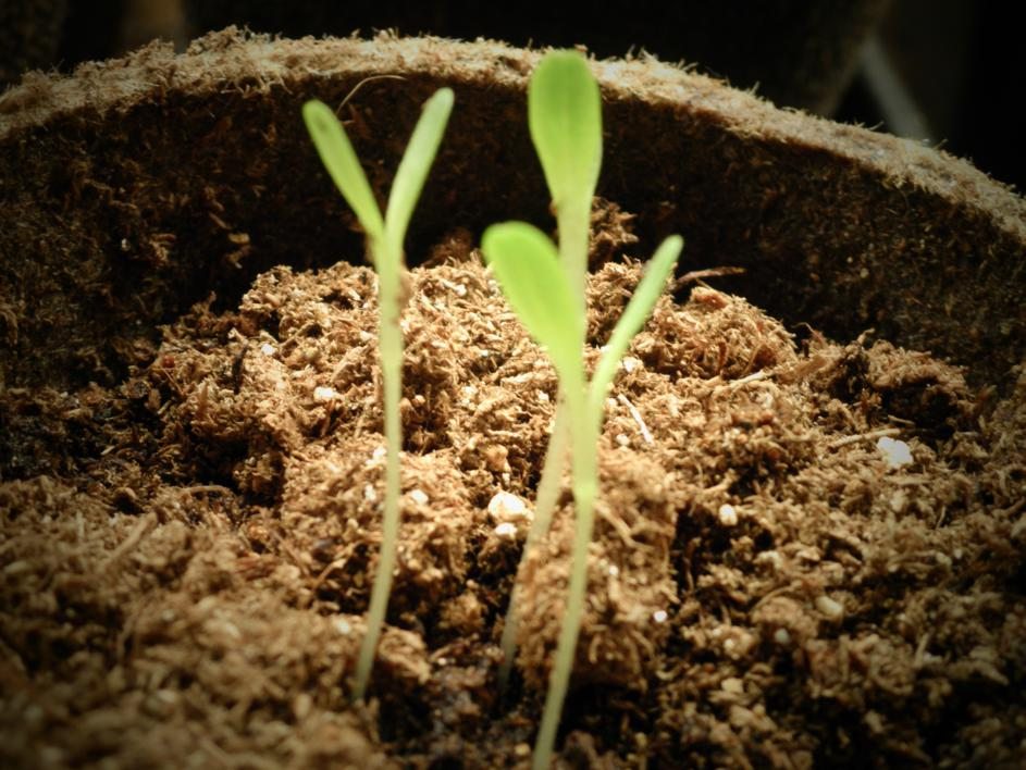 4 passi per avviare un’impresa green