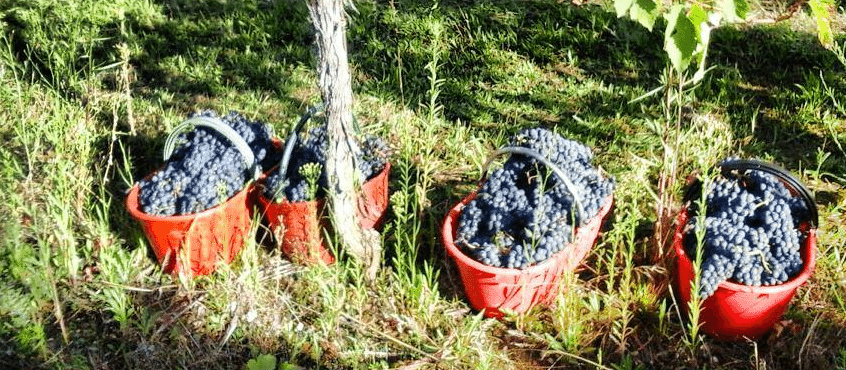 25 anni, dalla Romagna trova il successo con il vino