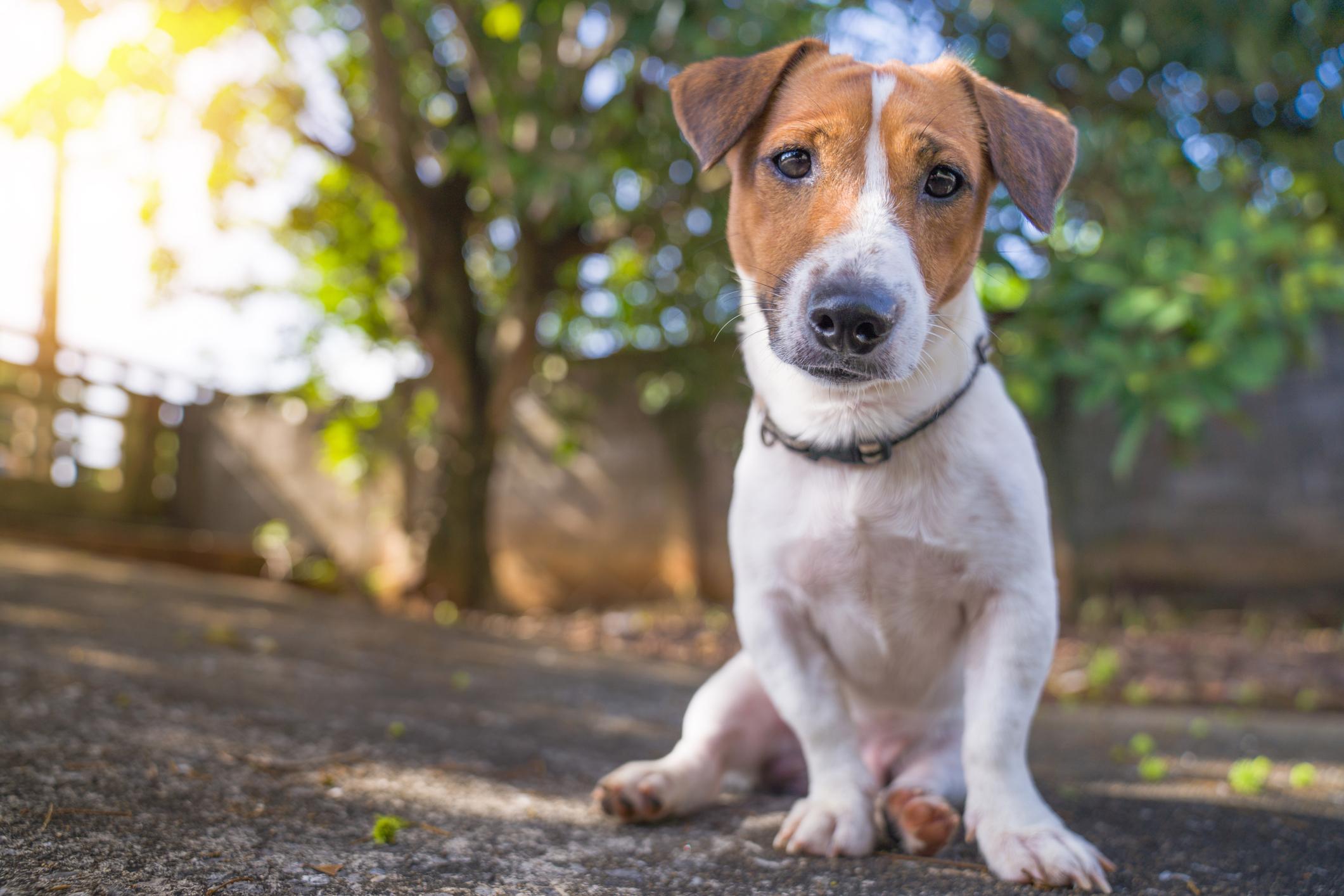 Nuovo Codice della Strada: fino a 7 anni di carcere per chi abbandona gli animali sulla strada.