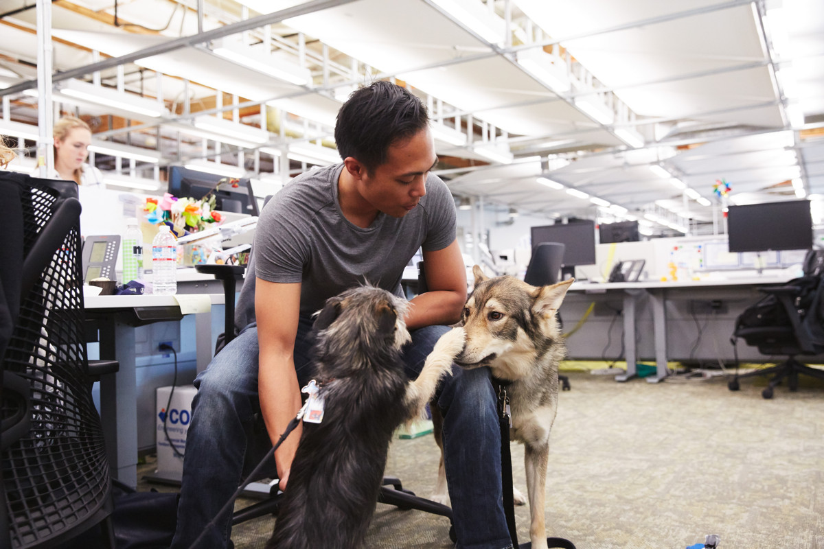 Giornata mondiale del cane in ufficio, benefici per tutti e qualche consiglio