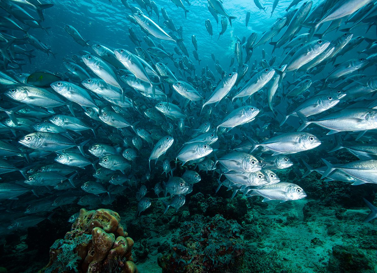 Pulire gli oceani dalle microplastiche ora è possibile