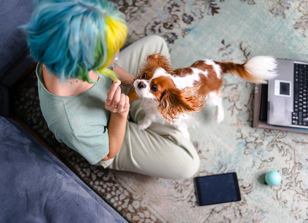 Quando si tratta dei nostri pet, spendiamo di più in accessori e meno per cibo salutare