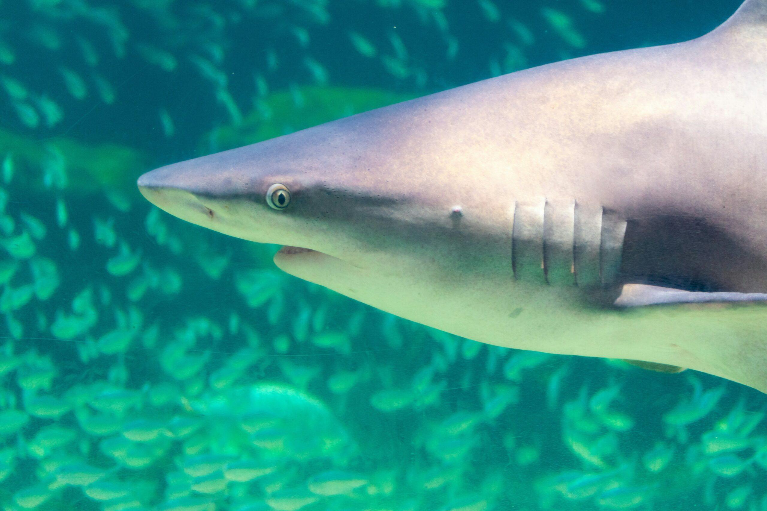 Squali al largo delle coste del Brasile positivi alla cocaina. Timori anche sul pesce che importiamo.