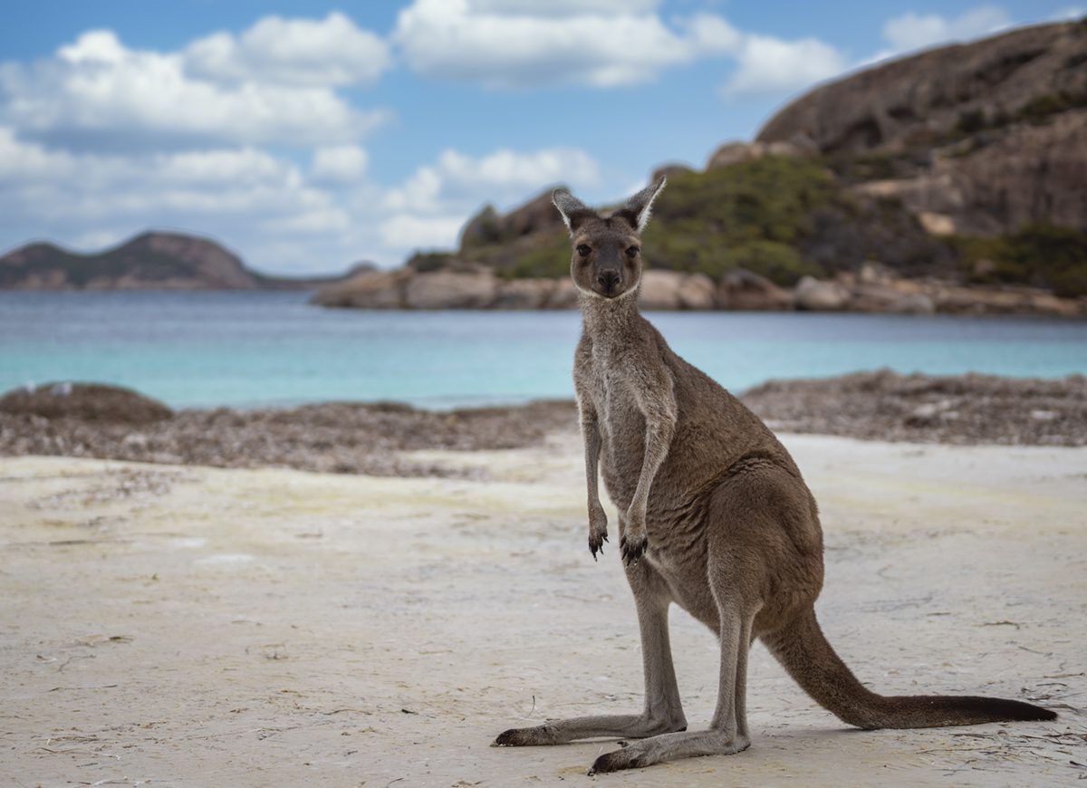 Si dimette da Ceo e torna in Australia: “Voglio sedermi in spiaggia e non fare nulla”