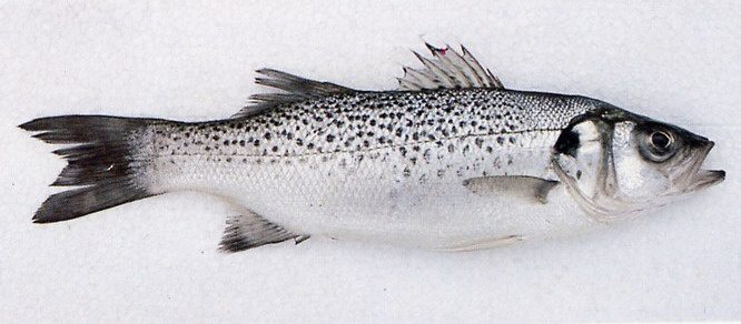 Fare affari con il pesce