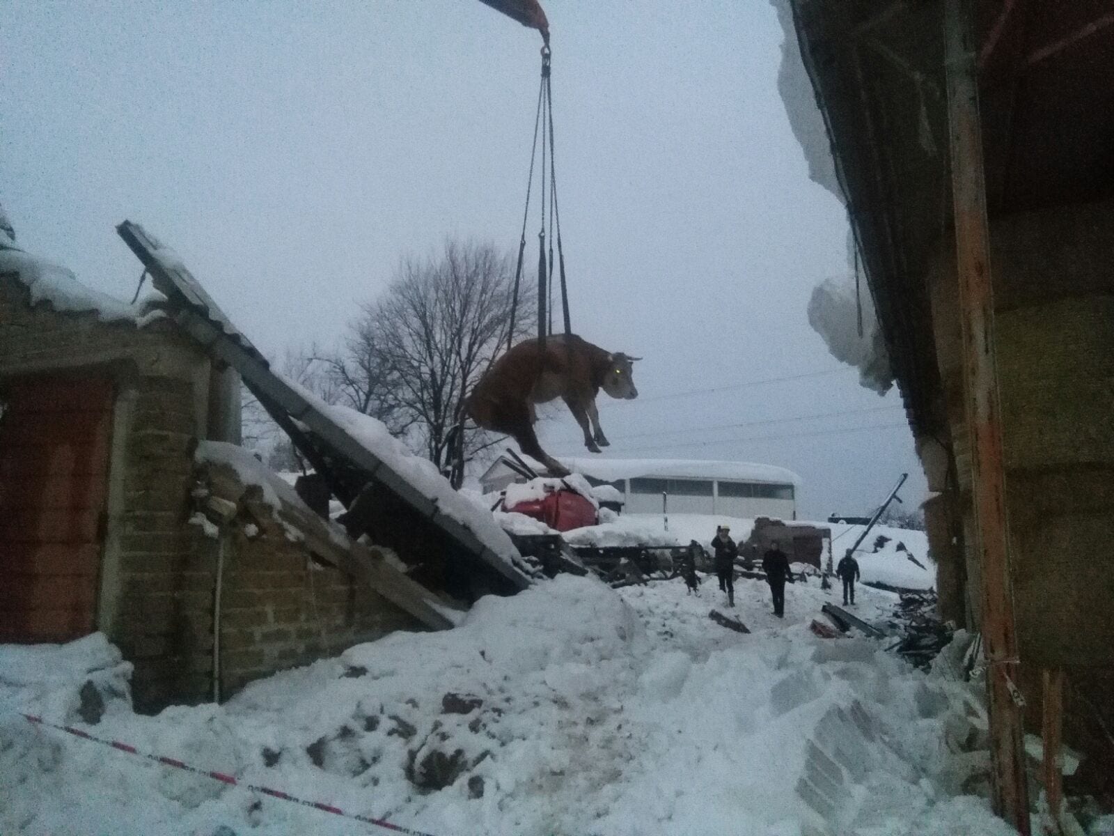TERREMOTO E NEVE: ANIMALI E UOMINI DA SALVARE