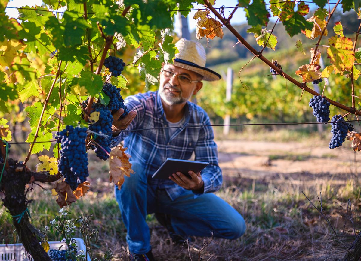 Il vino è italiano, anche quando trasformato a bassa gradazione, ma chi ci guadagna?