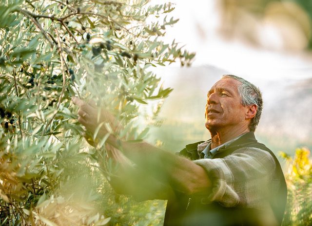 9 progetti per rinascere dalla Xylella